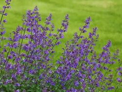 Lavender Stock Footage