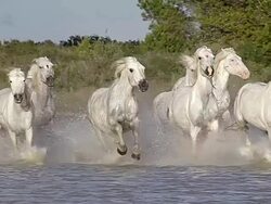  WS SLO MO View of Camargue Horses Herd galloping through Swamp / Saintes Marie de la Mer, Camargue, France Stock Footage