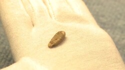 CLEAN : French teen finds 560,000 year old tooth News Clip