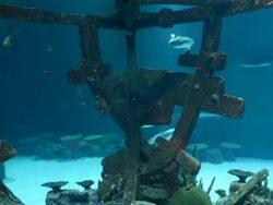 TIME LAPSE: Shark Reef Aquarium At Mandalay Bay Time Lapses Stock Footage