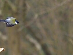 MS SLO MO Shot of Great Tit Taking off from Tree / Vieux Pont en Auge, Normandy, France Stock Footage