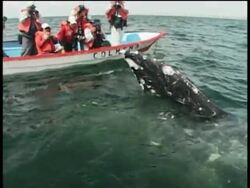 Mexico claims climate change sending whales to coastal waters Instructional Video