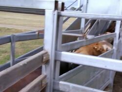 MS PAN ZI ZO Shot of cattle boarding truck / Roma, Queensland, Australia Stock Footage