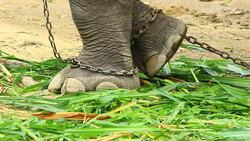 Asia elephant's foot chained Stock Footage