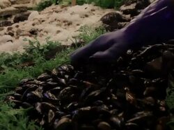 Men shovel ice onto fish market at Pike Place Market Stock Footage