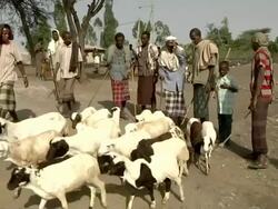 Men leading goats at camel fair Stock Footage