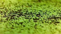 A table of tiny plants sit in a green house. These gentle plants needs to be kept in doors as they are so fragile, but they will eventually from these tiny plants to large 6-8 foot coffee trees. Stock Footage
