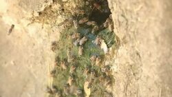 Thirsty swarm of bees Stock Footage