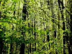 BEECH GROVE : vibrant depth (LOOP) Stock Footage