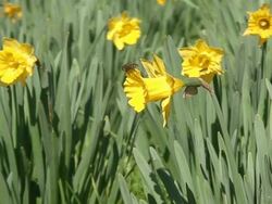 Flowers and fly Narcissus field Stock Footage