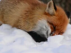 Fox & snow Stock Footage