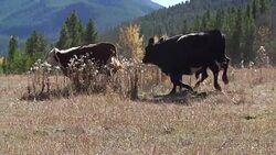 Cattle running in a straight line in slow motion Stock Footage