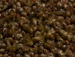 Snails for sale Stock Footage