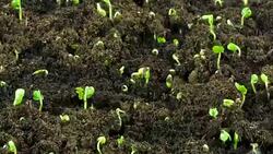 Cabbage seedlings sprout. Stock Footage