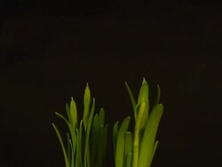 Growing Narcissus Stock Footage