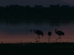 European Cranes (Grus grus) foraging in early morning twilight, North East Extremadura in Dehesa. Stock Footage