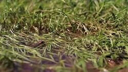 Frog in river's aestuary Stock Footage