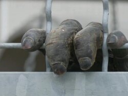 Chimpanzee in cage at Texas Biomedical Research Institute Stock Footage