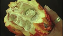 Candidates under investigation for drug trafficking run for office in local elections News Clip