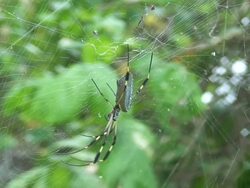 Giant Spider in Huge spider-net Stock Footage