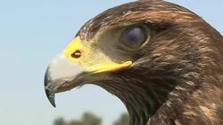 A raptor blinks and stares. Stock Footage