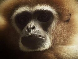 Gibbon Ape Portrait Stock Footage