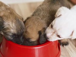 puppies by food bowl Stock Footage