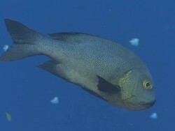 CU TS Midnight snapper in blue / Palau, Micronesia, Palau  Stock Footage