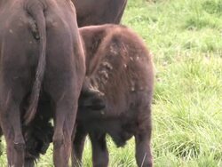 Buffalo 1 - HD 1080/24f Stock Footage