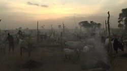 A cattle camp in South Sudan Stock Footage