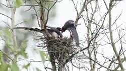 Blue Magpie Stock Footage