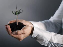 Growing tree in hand Stock Footage