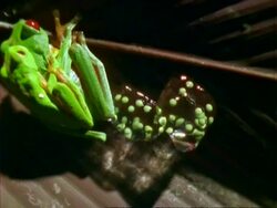 Red-eyed tree Frogs (Agalychnis callidryas), mating on leaf, eggs in jelly, camera pans left, close up. Stock Footage