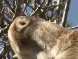 Close Up hand-held - A giraffe extends its tongue to eat from a tall tree / South Africa Stock Footage