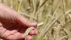 Farmer checking cereal Stock Footage