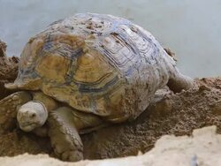 Sulcata Tortoise Stock Footage