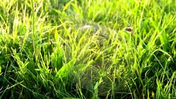 CU DS Spider In The Grass Stock Footage