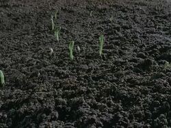 T/L, CU, Broad bean seedlings sprouting in field, United Kingdom Stock Footage