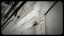 A bird lands on a rundown building with heart graffiti in Paris, France. Stock Footage