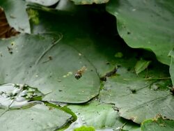 Dragonfly flaps Stock Footage