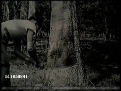1938: MALAYA: RUBBER PLANTATION: WS Malaysian workers walking w/ buckets down path in rubber tree estate forest, VS Young adult male worker scoring rubber tree, MS Milky sap, latex flowing into collection cup. Natural resources, export Instructional Video