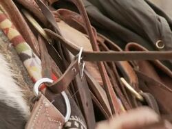CU Cowboy buckling up a western saddle on a horse / Shell, Wyoming, United States Stock Footage
