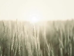 Wheat field Stock Footage