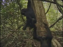MS, TD, Two young chimpanzees (Pan troglodytes) playing in forest, Gombe Stream National Park, Tanzania Stock Footage