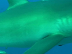 Silky sharks, Saudi Arabia, Gulf  Stock Footage