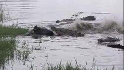 Alligators snap at a pig carcass and spin with it in a swamp. Stock Footage