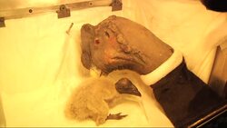 The zoo in Argentina's capital showed off on Friday its first newborn condor of this year. Instructional Video