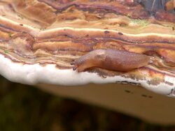 ECU Shot of funcal infestation on tree in woodland / Freudenburg, Rhineland Palatinate, Germany Stock Footage