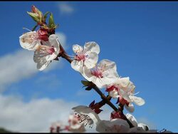 Blossom peach (Prunus persica) branch under light wind, Ardeche, France Stock Footage