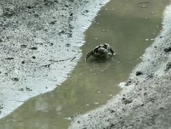 MS Shot of fiddler crabs in janghang marsh / Goyang, Gyeonggi-do, South Korea Stock Footage